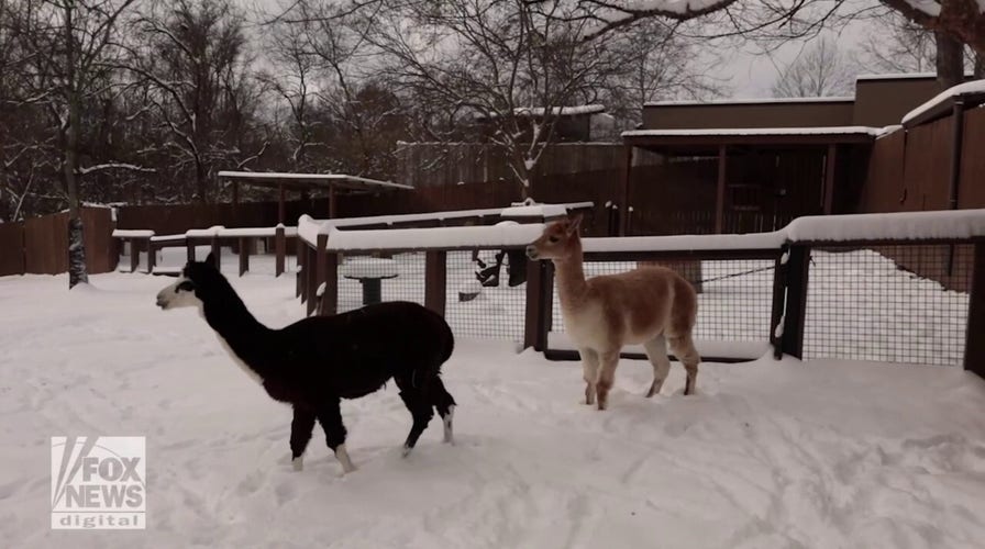 Animals at Nashville Zoo experience a snow day