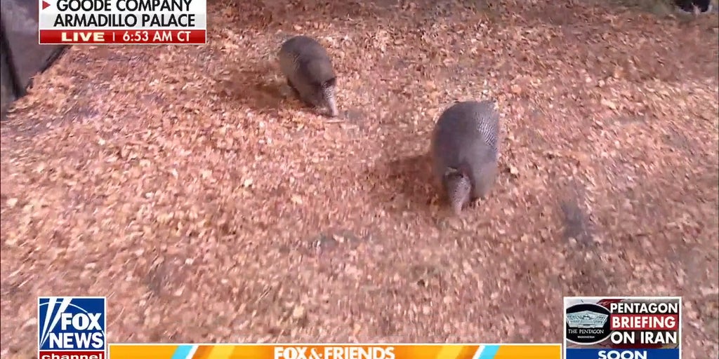 'Fox & Friends' hosts race armadillos
