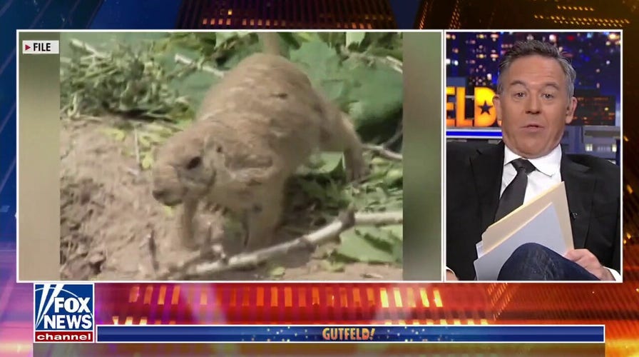 Gutfeld: Pet prairie dogs gave their owners monkeypox