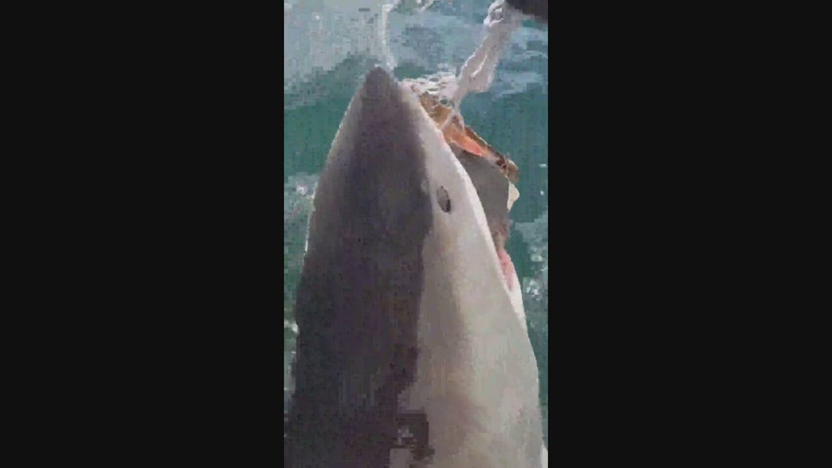Massive shark lunges at boat, gobbles up bait as surprised tourists look on