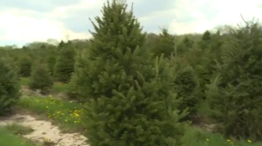 Real Christmas tree sales soar this year