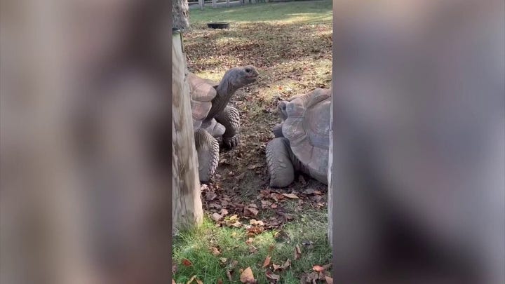 Galapagos tortoise siblings face off in slo-mo at Indiana zoo