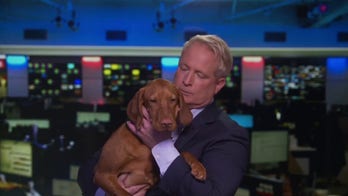 How to avoid getting scammed while buying a puppy