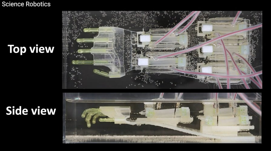 'CyberGuy': 2025 Terminator lab-grown muscle brings biohybrid robot hand to life