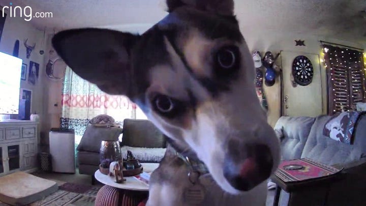 Dog cries, howls after realizing owners not home