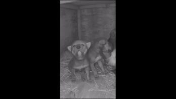 Call of the wild: Wolf pups howl in adorable video