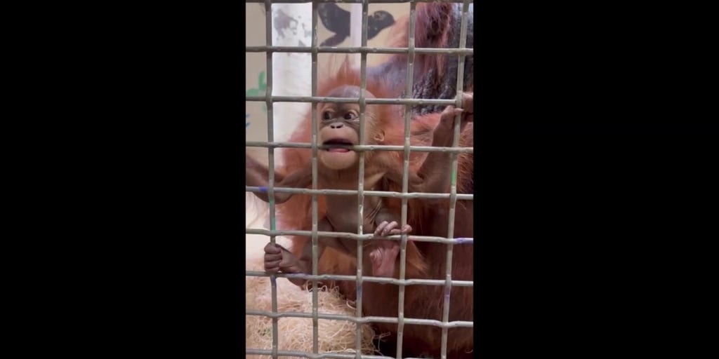Baby orangutan Ruhana, already a celebrity, gnaws on metal grate in Memphis Zoo exhibit