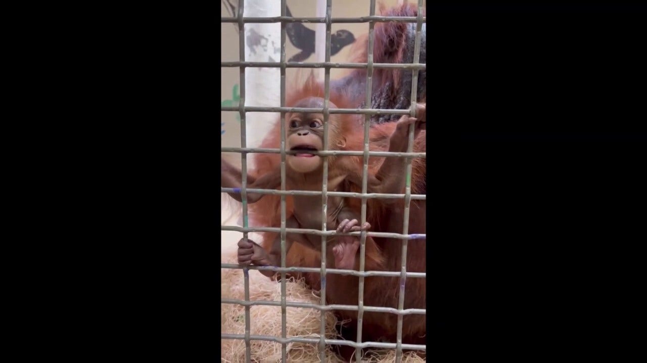Baby orangutan Ruhana, already a celebrity, gnaws on metal grate in Memphis Zoo exhibit