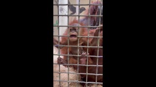 Baby orangutan Ruhana, already a celebrity, gnaws on metal grate in Memphis Zoo exhibit