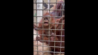 Baby orangutan Ruhana, already a celebrity, gnaws on metal grate in Memphis Zoo exhibit