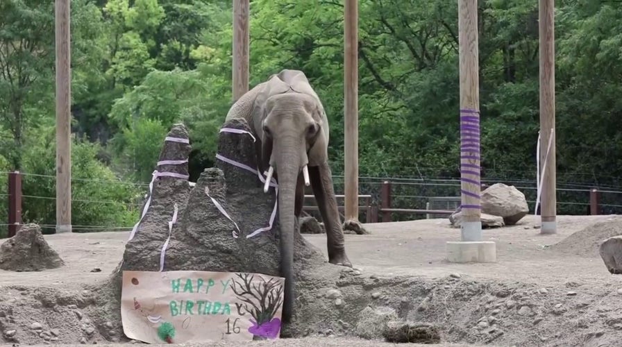 Zoo elephants celebrate milestone birthdays with cake and festive decor