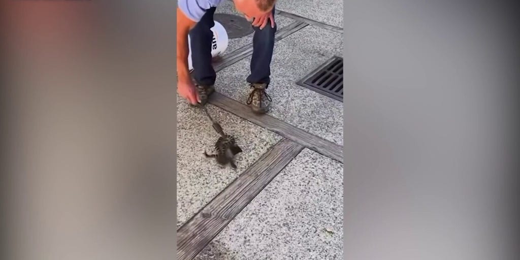 RFK Jr. shares video of rattlesnake rescue with wife Cheryl Hines