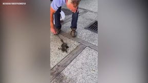 RFK Jr. shares video of rattlesnake rescue with wife Cheryl Hines
