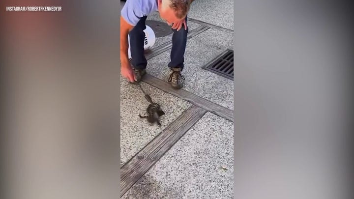 RFK Jr. shares video of rattlesnake rescue with wife Cheryl Hines
