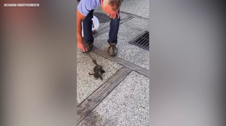 RFK Jr. shares video of rattlesnake rescue with wife Cheryl Hines