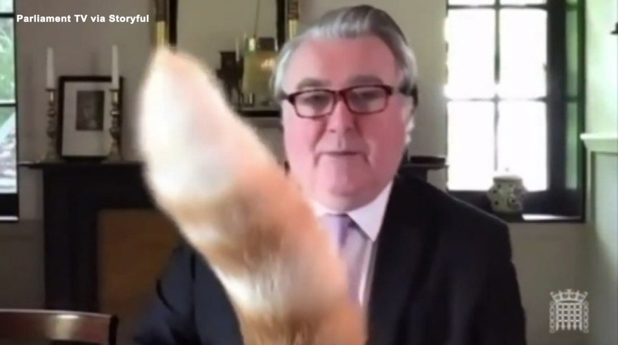 Cat hilariously interrupts virtual UK Parliamentary meeting