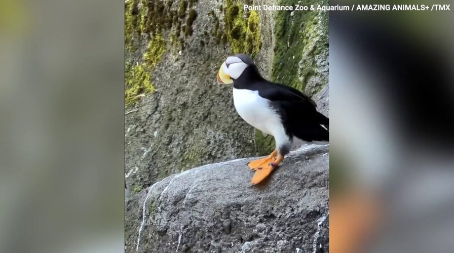 Puffin struts his stuff in Tacoma, Washington — see the sweet video! 