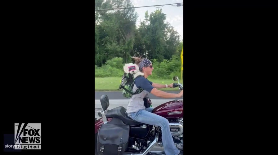 Dog rides on motorcycle with driver in hilarious video