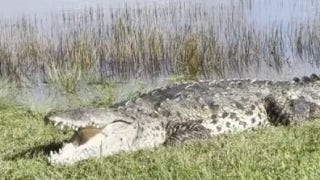 Giant crocodile called 'Croczilla' spotted in Florida Everglades - Fox News