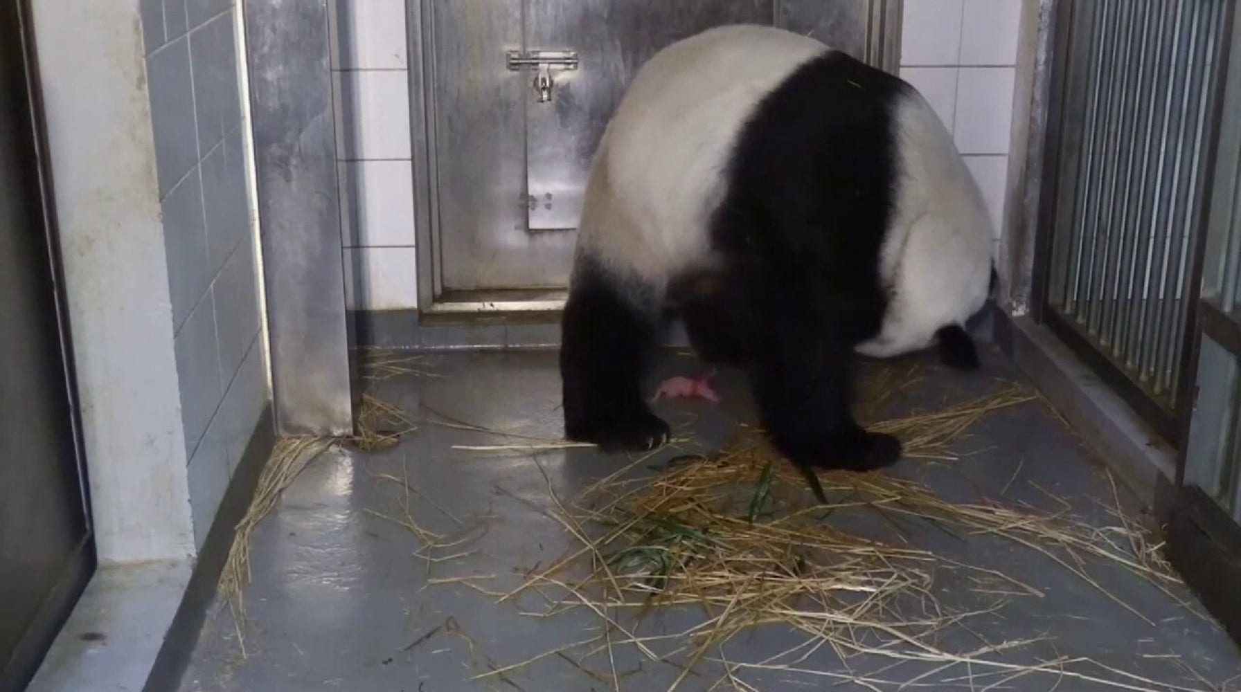 Historical Birth: 19-Year-Old Panda Mom Welcomes Twins in Hong Kong