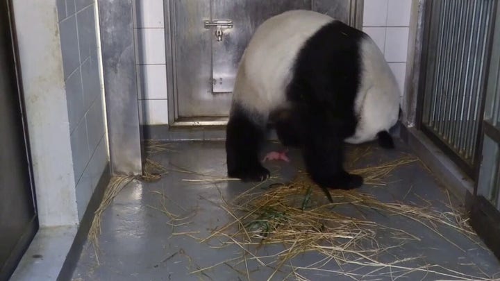 Twin pandas born to 19-year-old mom in Hong Kong: 'A huge joy'