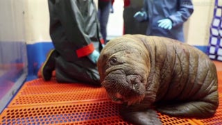 Walrus calf rescued after found alone on Alaska Beach - Fox News