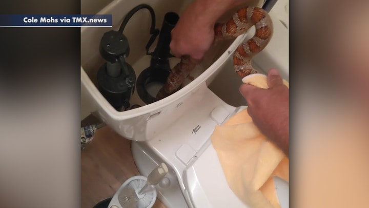 Colorado man uncoils 4-foot snake from toilet