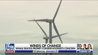 Are off-shore wind farms causing unprecedented whale deaths? - Fox News