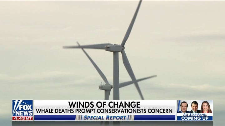 Are offshore wind farms causing unprecedented whale deaths?