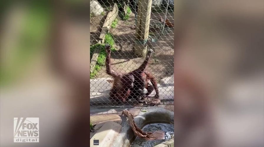Smart orangutan at zoo retrieves baby bottle dropped in water