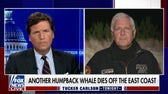 Deaths of humpback whales 'bears investigation:' Bruce Blakeman