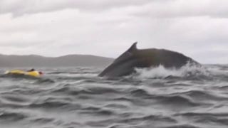 Video shows the moment a kayaker was briefly swallowed by whale off Chile - Fox News