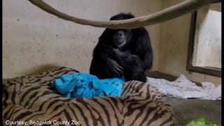 Chimpanzee mother embraces newborn baby after 2 days apart - Fox News