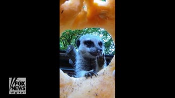 Halloween candy camera captures animals taking snacks from jack-o-lantern