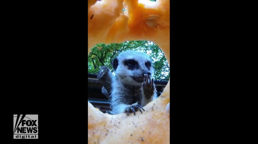 Halloween candy camera captures animals taking snacks from jack-o-lantern