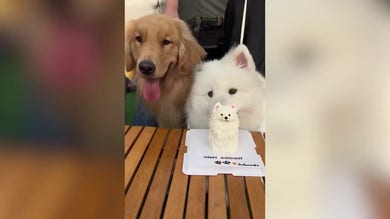 Golden retriever steals Samoyed’s birthday cake before first bite