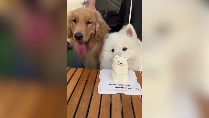 Golden retriever steals Samoyed’s birthday cake before first bite