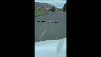 Skunk family ushered across street by Oregon sheriff
