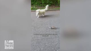 Golden retriever hilariously tries to befriend baby squirrel in NYC park - Fox News