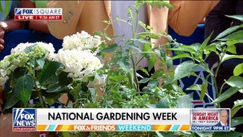 Now is the best time to plant a garden for ‘supercharged growth’: Gardening experts