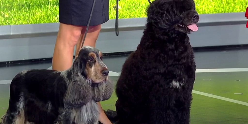 Westminster Dog Show returns to FOX Sports Fox News Video