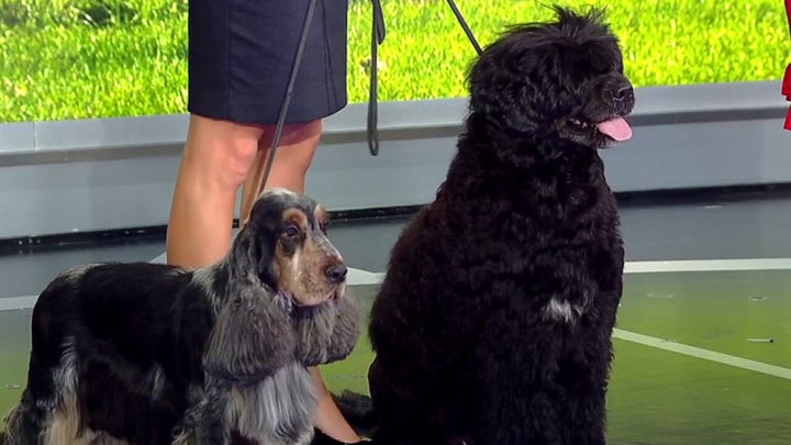 Westminster Dog Show returns to FOX Sports