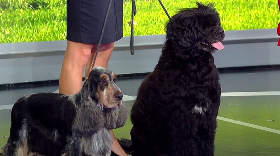 Westminster Dog Show returns to FOX Sports