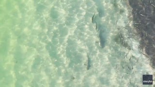 Shark can't escape trio of fish in 'awesome' underwater chase