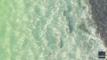 Shark can't escape trio of fish in 'awesome' underwater chase