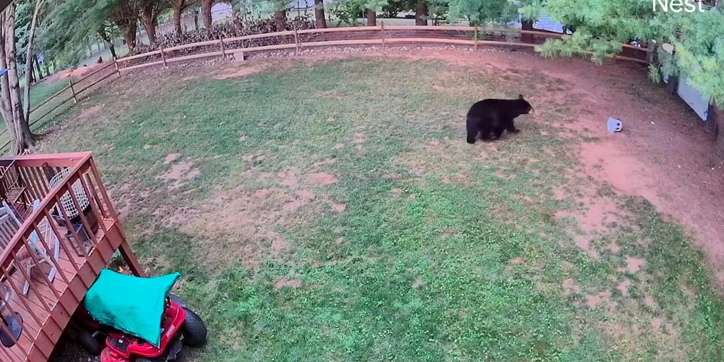 Family shocked to find bear and cubs at backyard bird feeder as mama bear charges | Fox News Video
