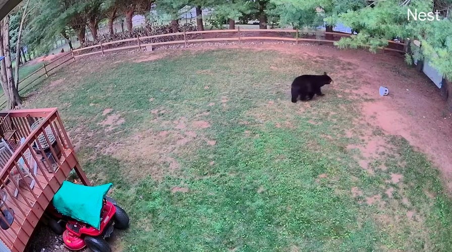 Family shocked to find bear and cubs at backyard bird feeder as mama bear charges