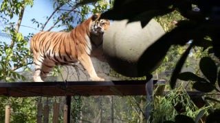 Tigers enjoy playtime at California zoo - Fox News