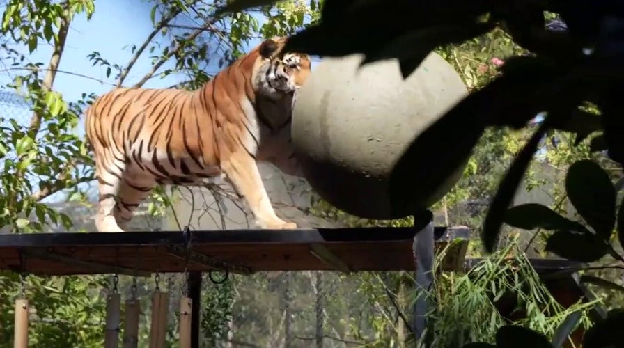 Tigers enjoy playtime at California zoo