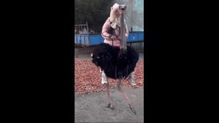 Tourist takes wild ride on the back of a runaway ostrich  - Fox News